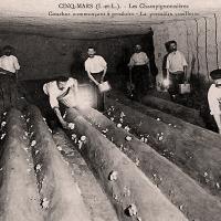 Cultivadores de champiñón en Cinq-Mars. Postal. Siglo XX.