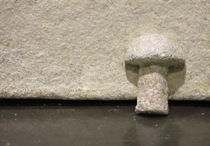 Ecotivate crea Greensulate, primer material de construcción elaborado con micelio de hongos